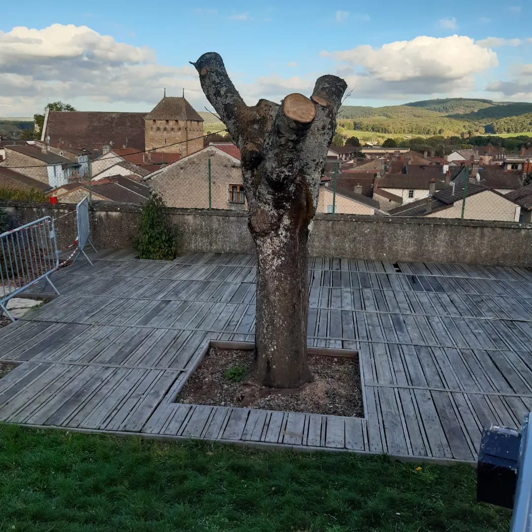 Abattage delicat par corsin paysagiste cluny