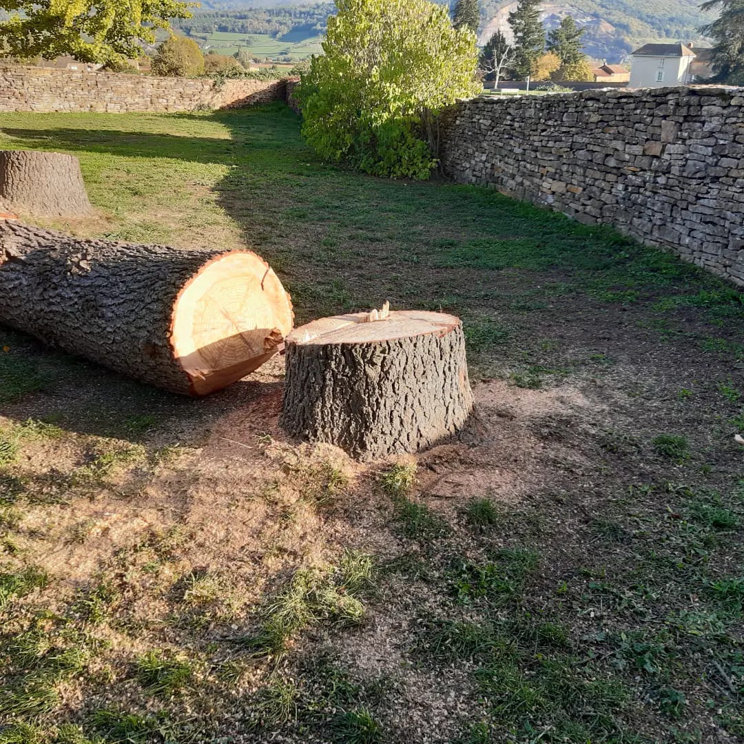 Abattage à Cluny