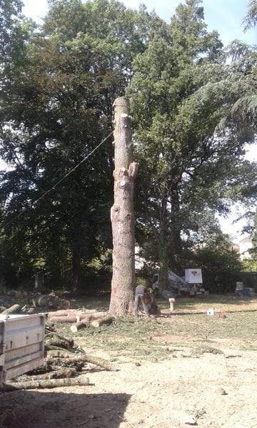 abattage à Cluny