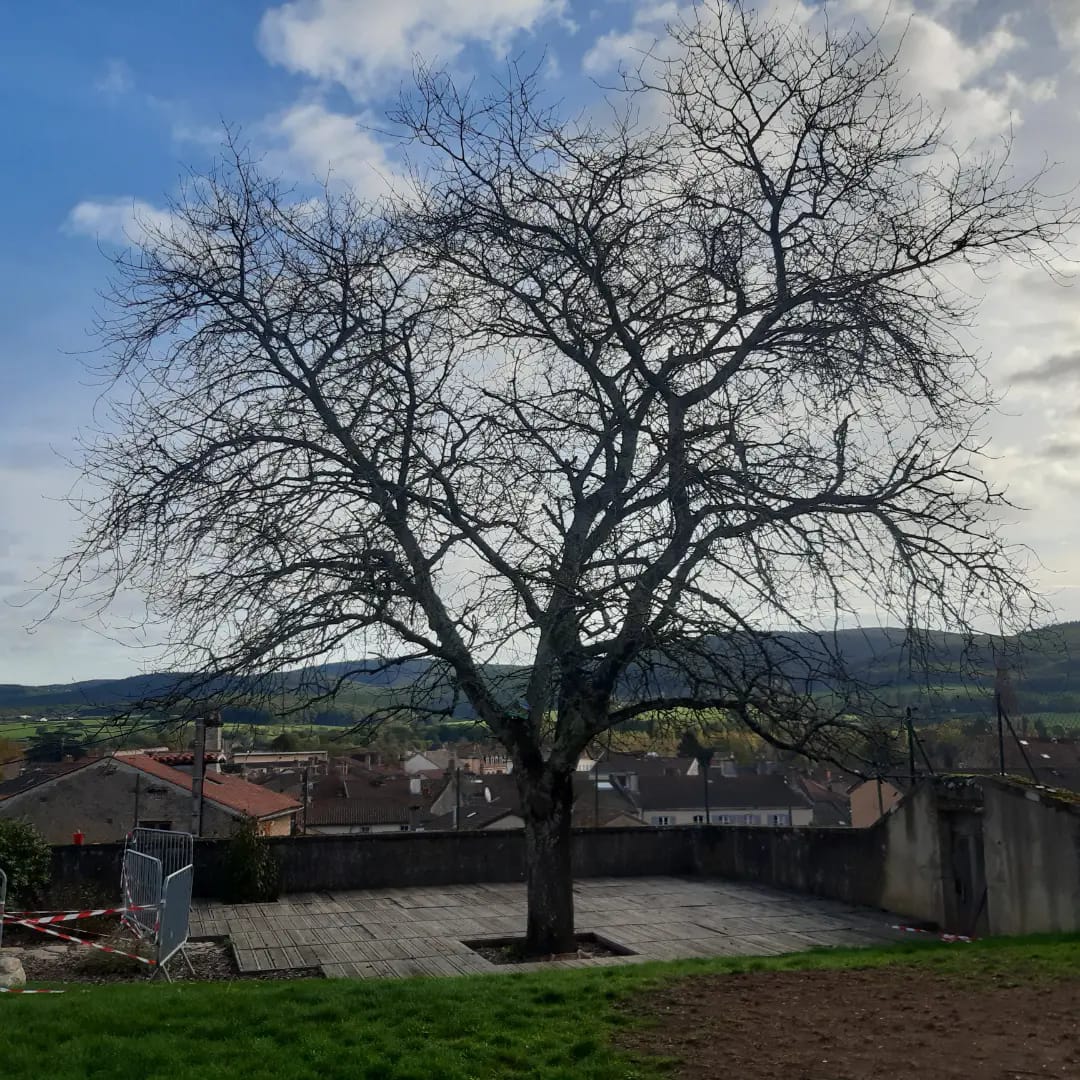 Payasagiste Cluny élagage