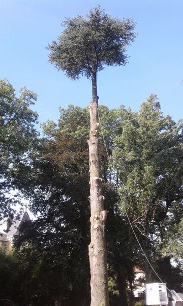 Abattage pendant à Cluny elagage