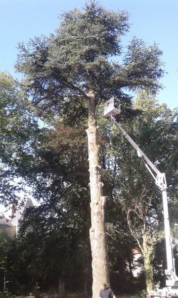 Abattage à Cluny