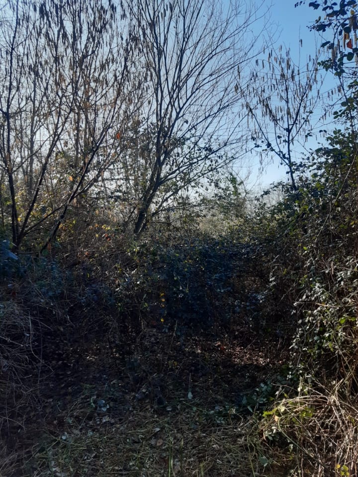 debroussaillage avant Paysagiste à Cluny 71