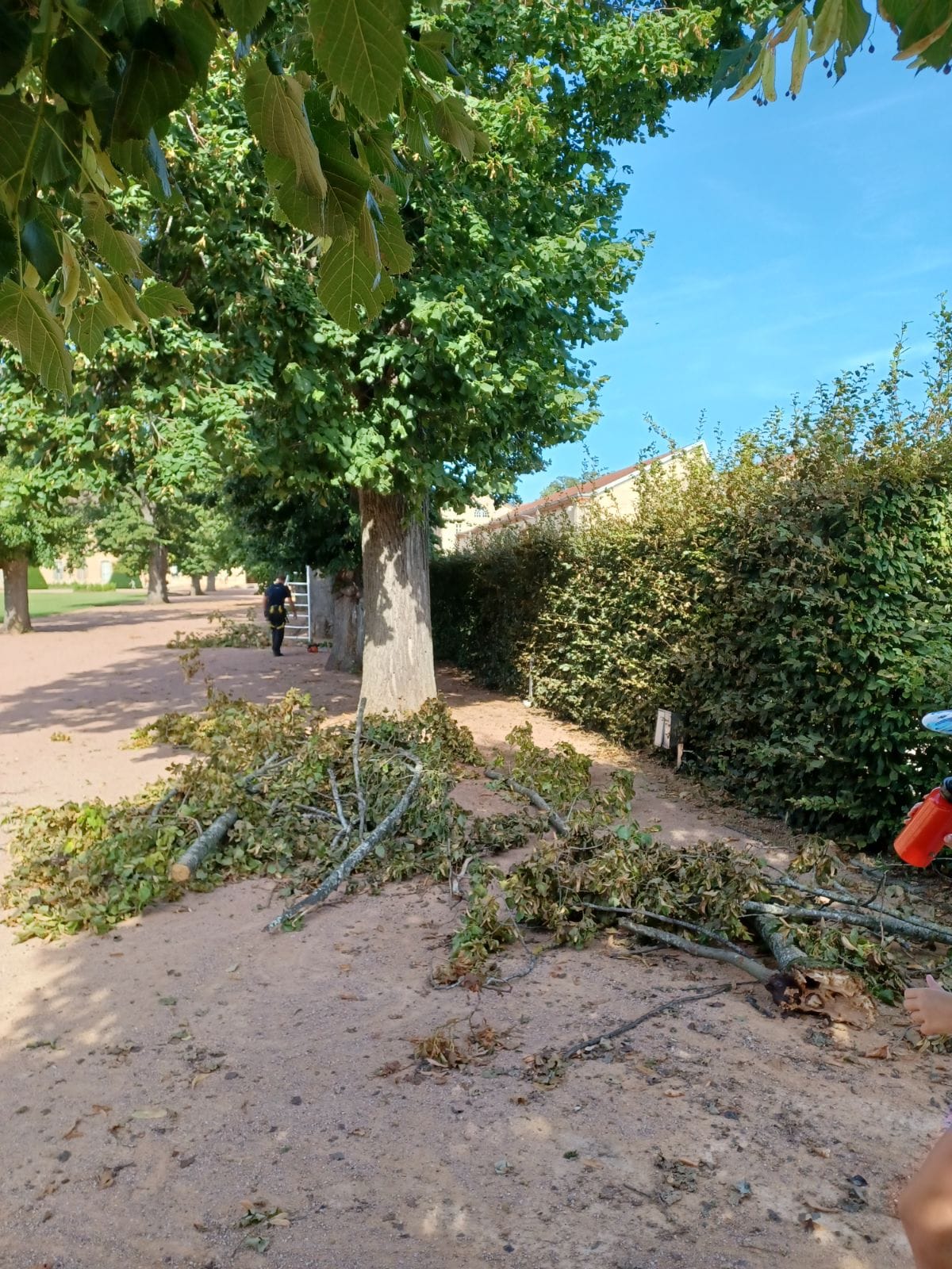 elagage apres tempete