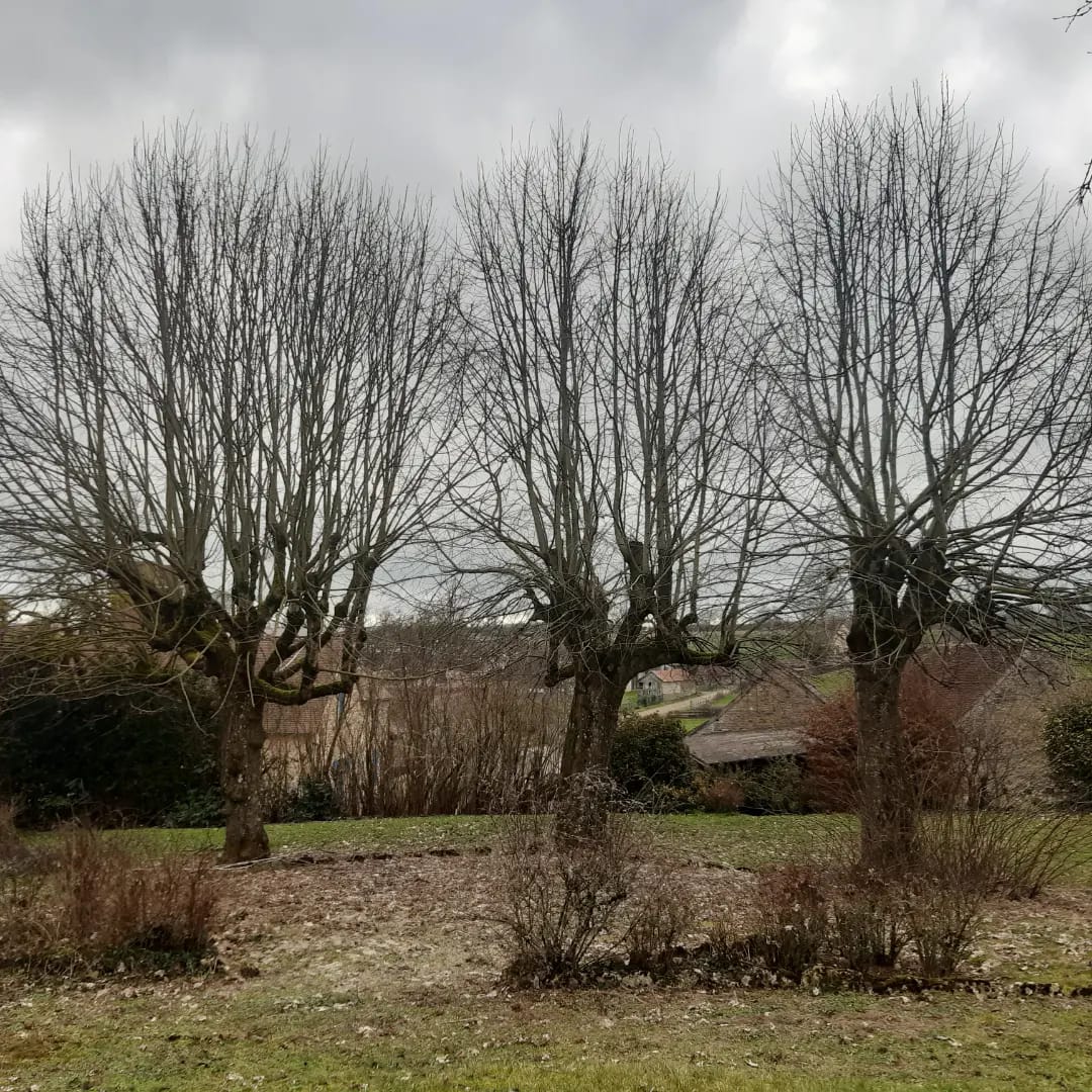 elagage Cluny