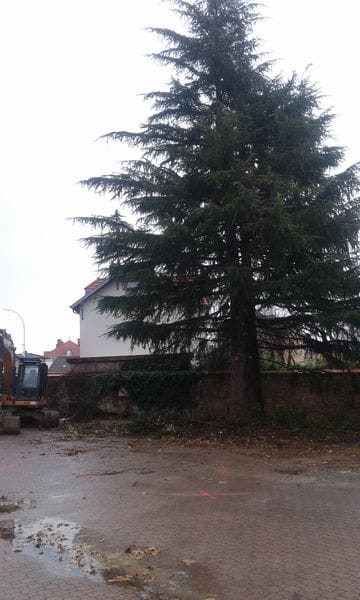 Abattage sapin à Cluny