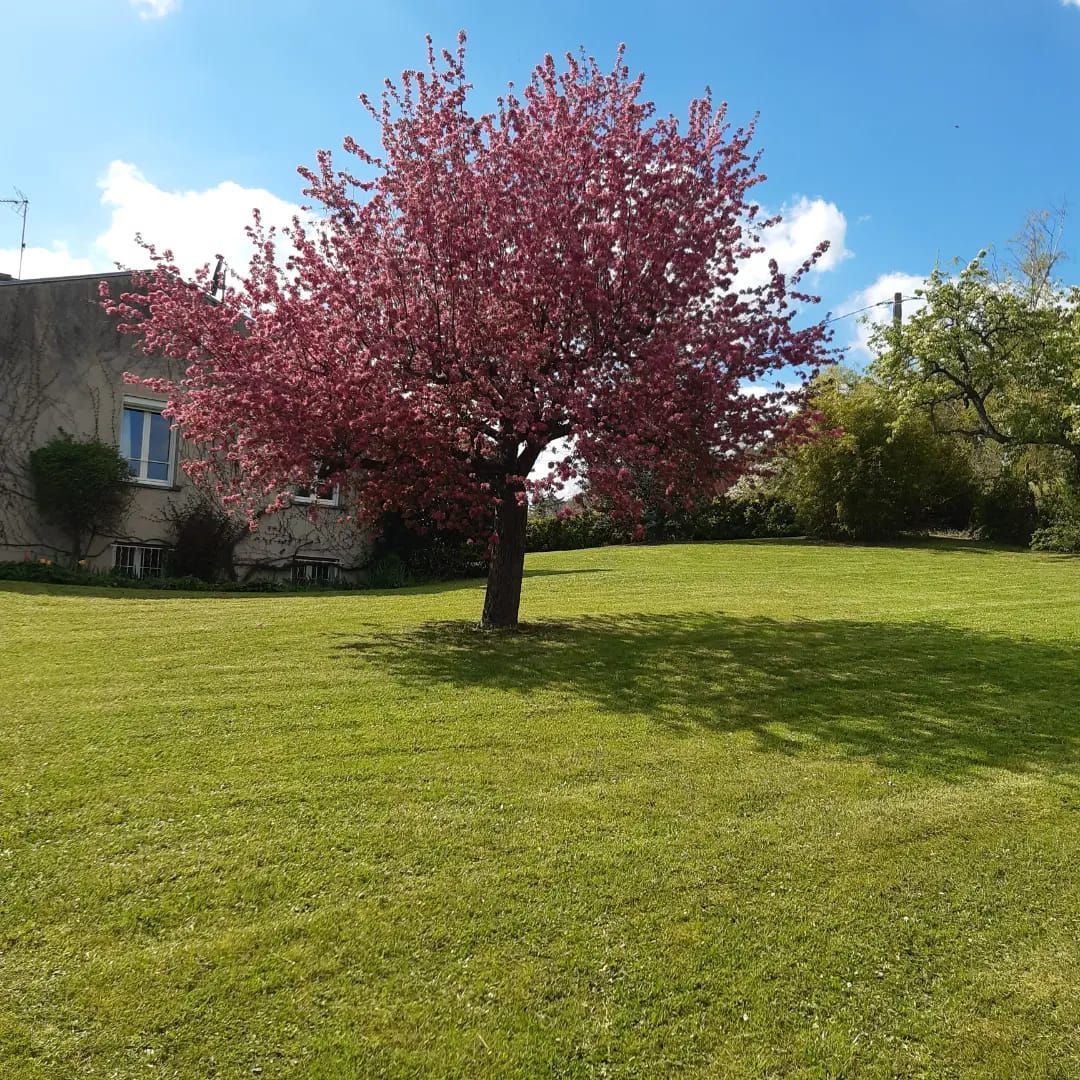 tonte avec ramassage par corsin paysagiste à Cluny 71