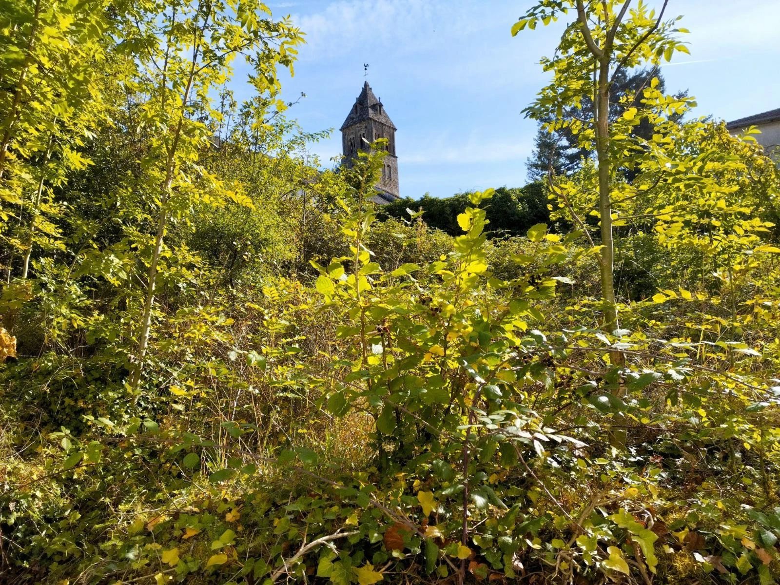 débroussaillage jardin à cluny