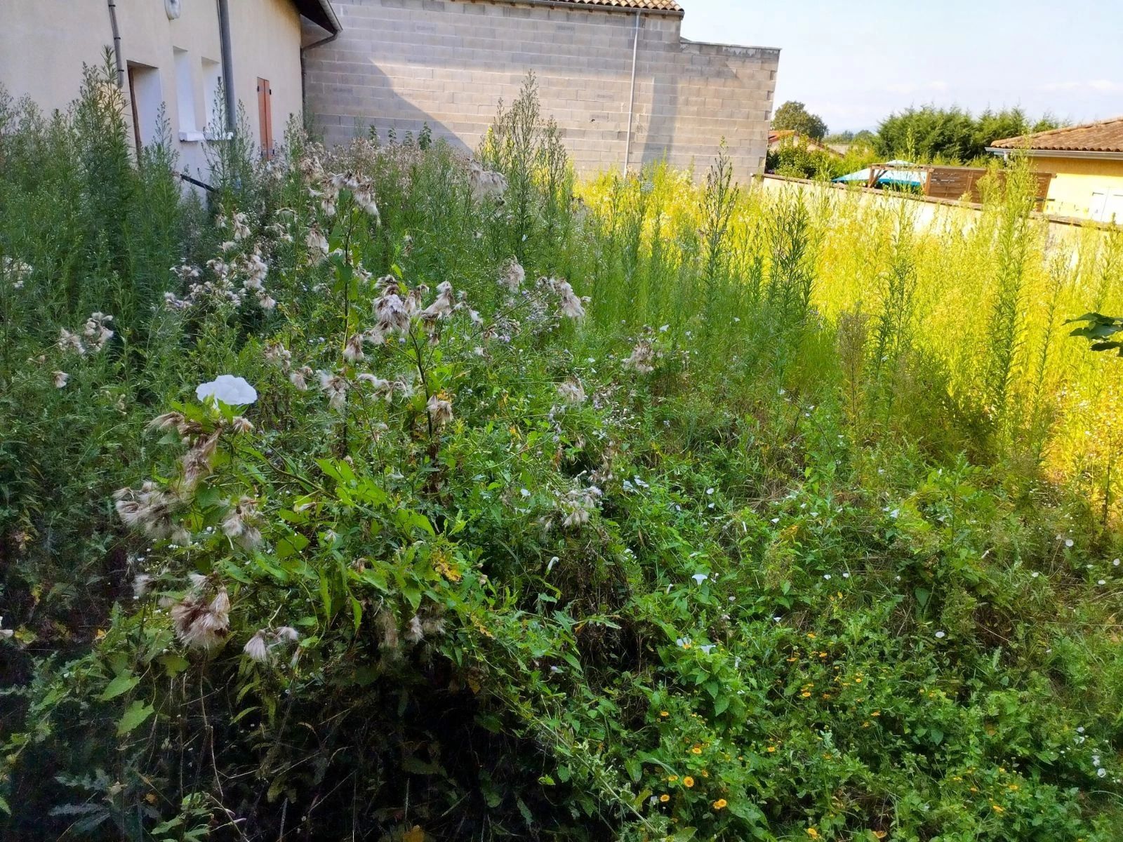 débroussaillage jardin à cluny