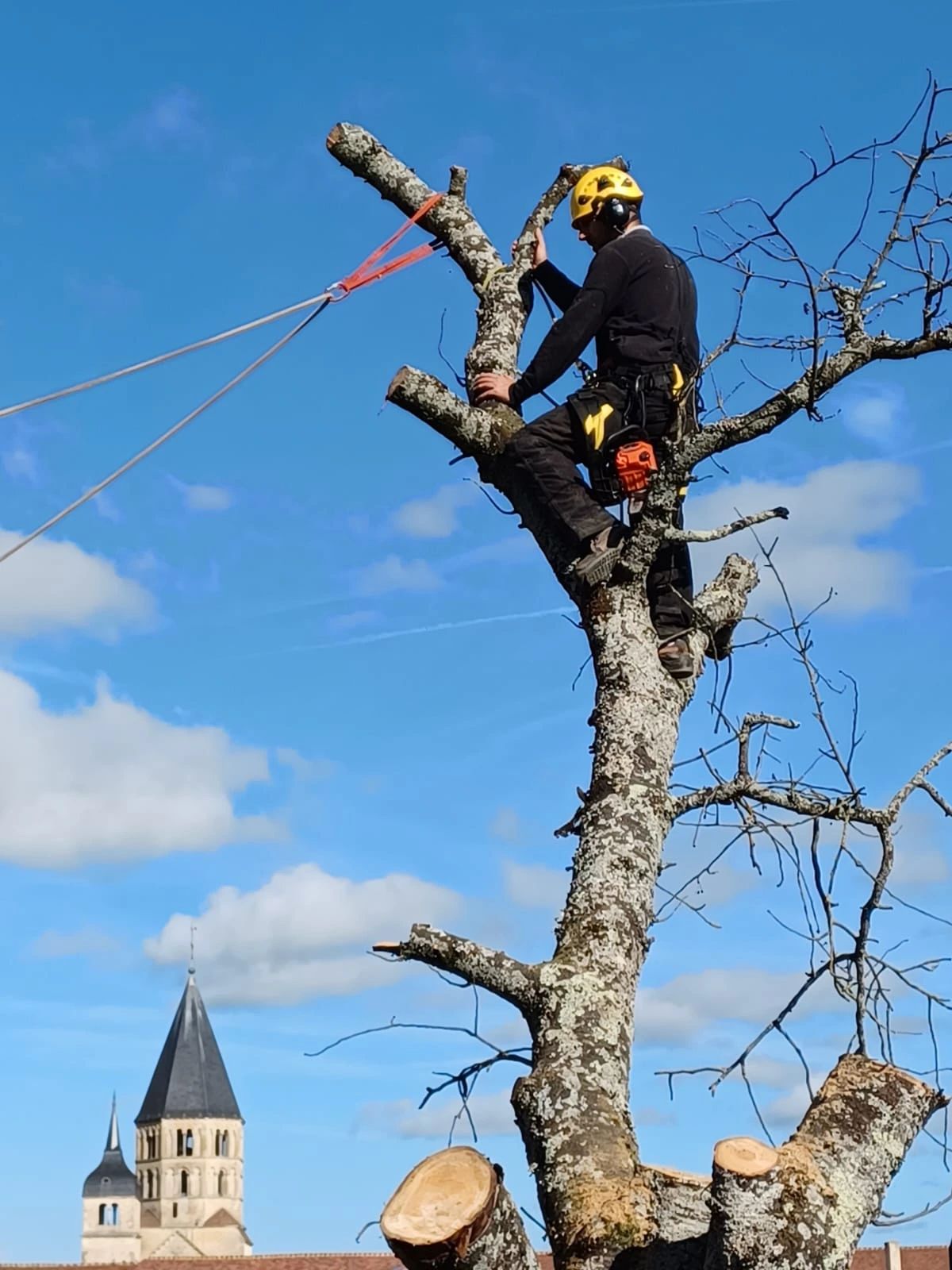 Elagage arbre Paysagiste à Cluny