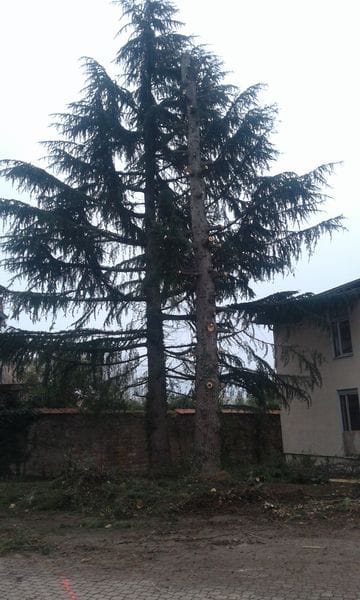 Abattage sapin à Cluny